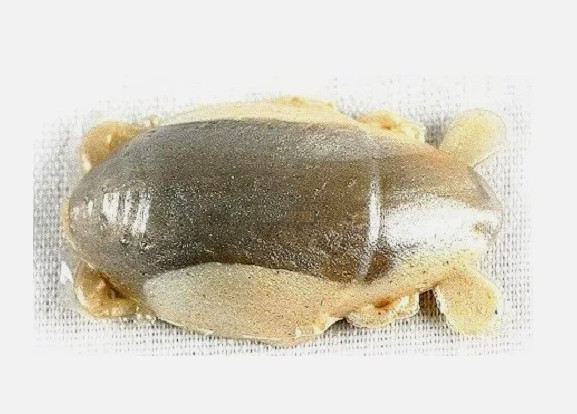 Berkley GSSF1  Gulp 1″ Sand Crab Flea Amber Glow New Penny Natural 12 Ct