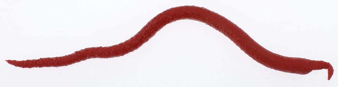 Berkley Gulp! Extruded Bloodworm, 6″, 1.2oz, Bloody